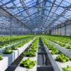 Green Agriculture The Future of Farming and Food