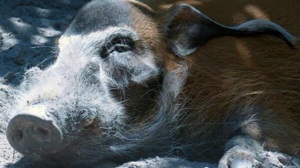 Boar’s Head Listeria Outbreak Virginia Plant