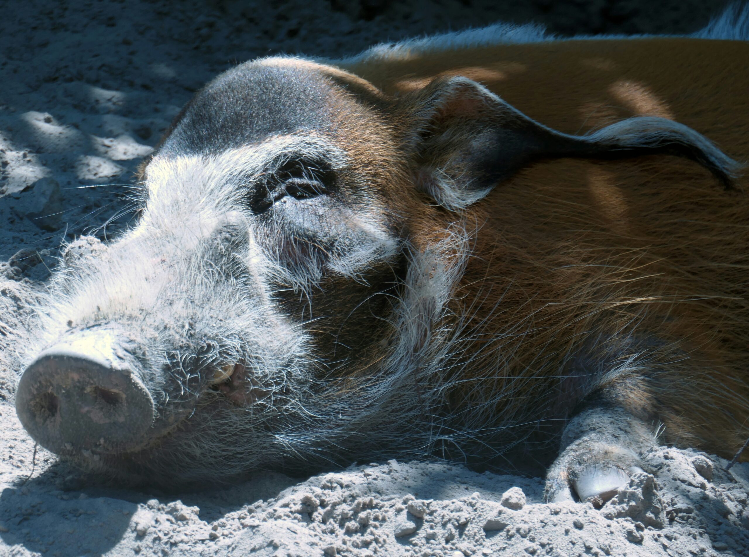 Boar’s Head Listeria Outbreak Virginia Plant